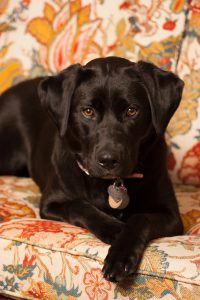 Bailey the Black Lab