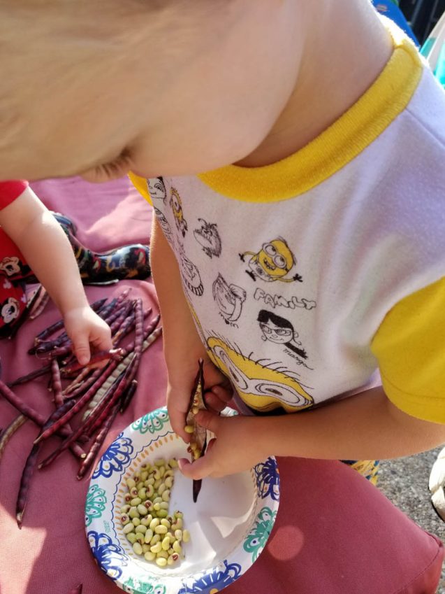 Pink Eye Purple Hull Peas – A Southern Tradition